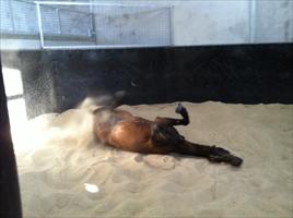 Niwot enjoying a roll on the sand
